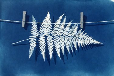 Prussian blue cyanotype print of a wild fern drying under outdoor sunlight on a clothesline